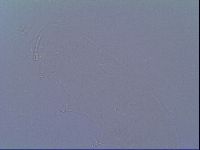 Minibiotus intermedius image