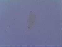 Minibiotus intermedius image