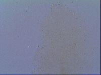 Minibiotus intermedius image