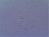 Minibiotus intermedius image