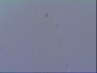 Minibiotus intermedius image