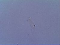 Minibiotus intermedius image