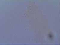 Minibiotus intermedius image