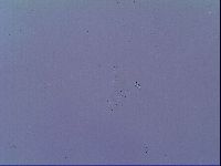 Minibiotus intermedius image