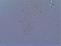 Minibiotus intermedius image