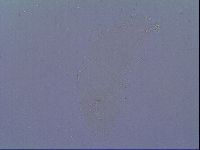 Minibiotus intermedius image