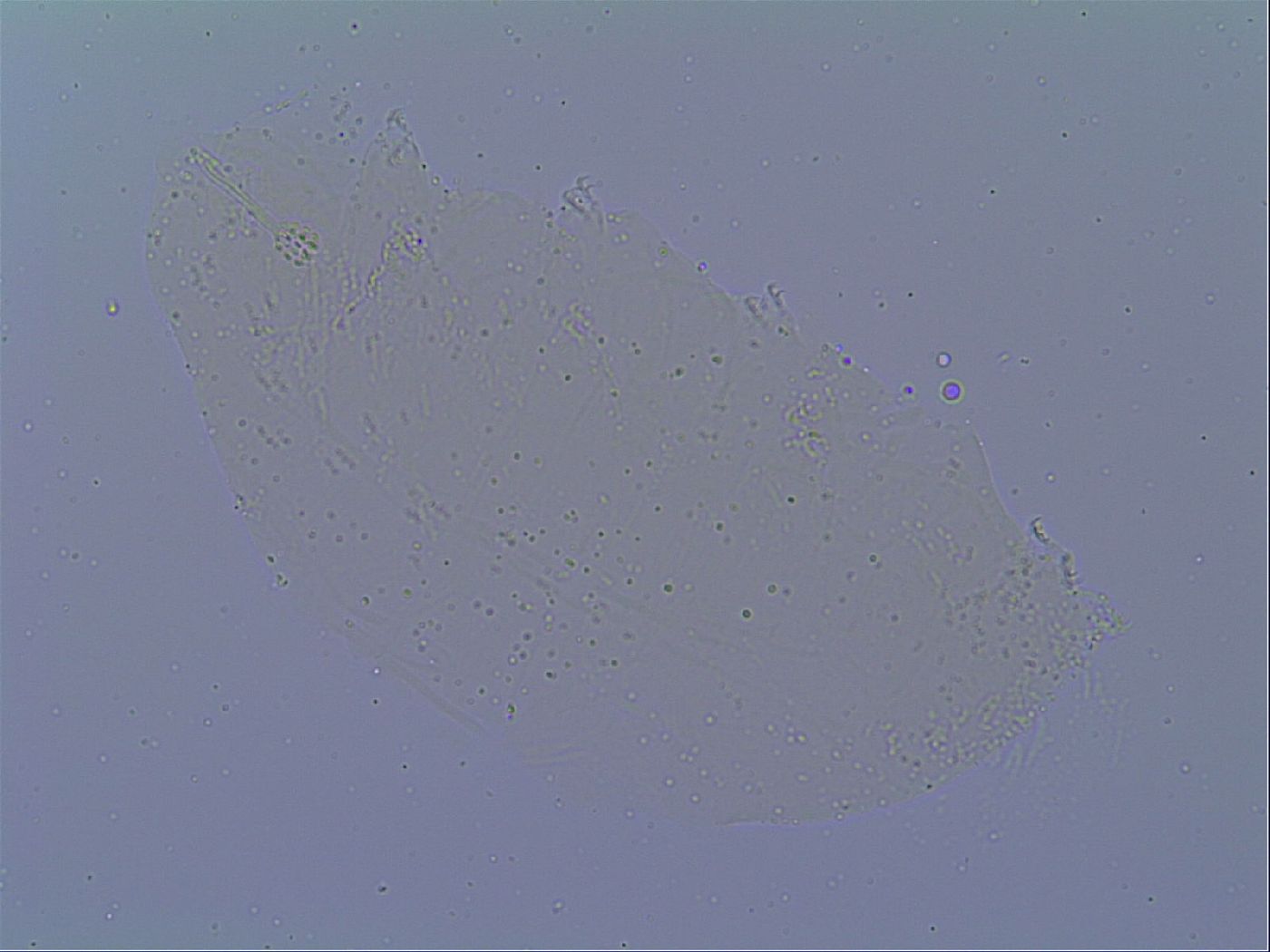 Minibiotus intermedius image