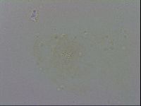 Minibiotus intermedius image