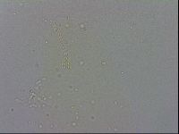 Minibiotus intermedius image