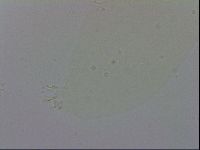 Minibiotus intermedius image