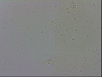 Minibiotus intermedius image