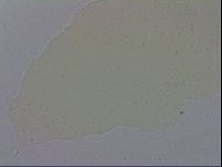 Minibiotus intermedius image