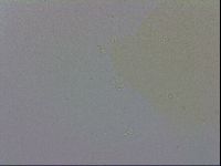 Minibiotus intermedius image
