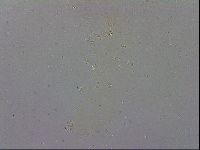Minibiotus intermedius image