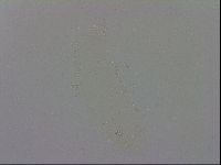 Minibiotus intermedius image