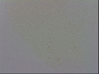 Minibiotus intermedius image