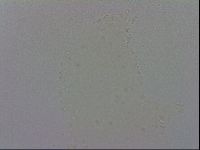 Minibiotus intermedius image