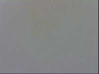 Minibiotus intermedius image