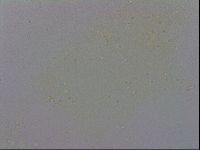 Minibiotus intermedius image