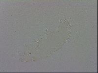 Minibiotus intermedius image
