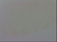 Minibiotus intermedius image