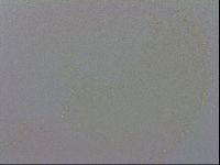Minibiotus intermedius image