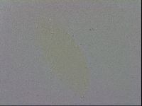 Minibiotus intermedius image