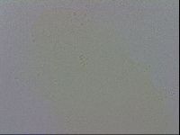Minibiotus intermedius image