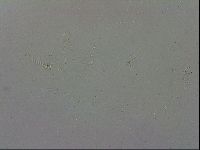 Minibiotus intermedius image
