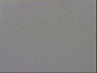 Minibiotus intermedius image