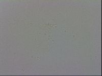 Minibiotus intermedius image