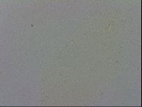 Minibiotus intermedius image