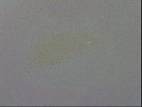 Minibiotus intermedius image