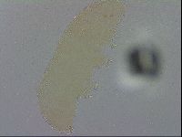 Minibiotus intermedius image