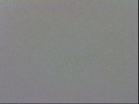 Minibiotus intermedius image