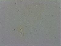 Minibiotus intermedius image