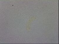 Minibiotus intermedius image