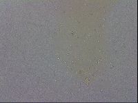 Minibiotus intermedius image