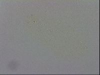 Minibiotus intermedius image