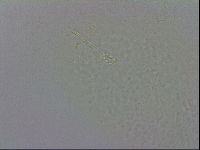 Minibiotus intermedius image