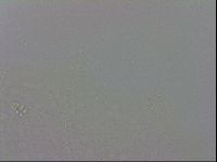 Minibiotus intermedius image