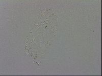 Minibiotus intermedius image