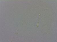 Minibiotus intermedius image