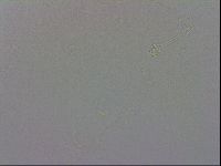 Minibiotus intermedius image