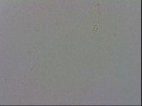 Minibiotus intermedius image