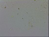 Minibiotus intermedius image