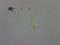 Minibiotus intermedius image