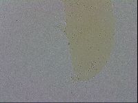 Minibiotus intermedius image