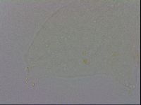 Minibiotus intermedius image