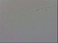 Minibiotus intermedius image